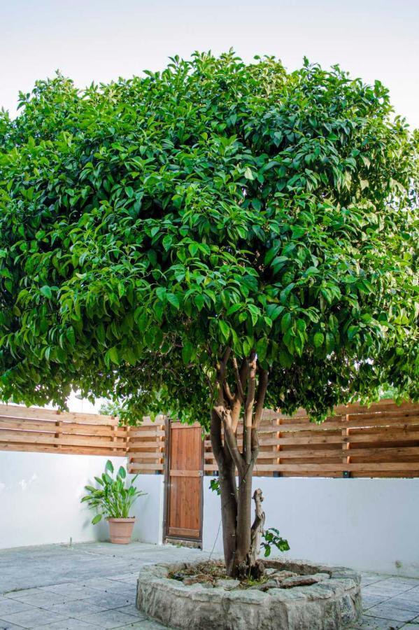 Dub House Apartment Paphos Ngoại thất bức ảnh